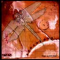 Ego Likeness - Dragonfly